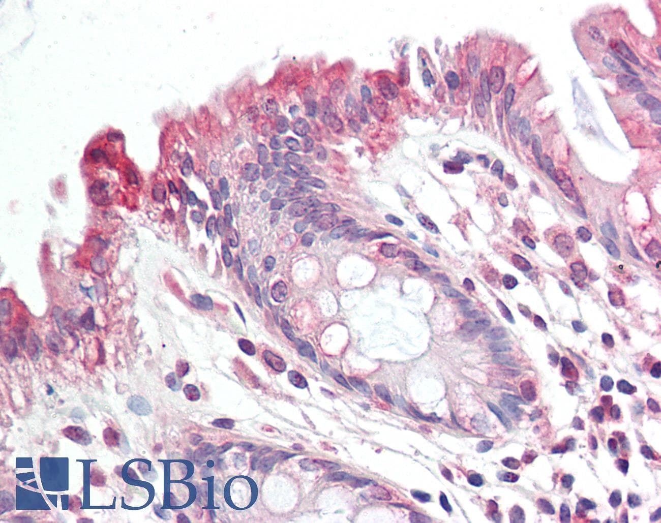 RAB2A / RAB2 Antibody (aa118-167)