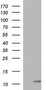 CD59 Antibody (clone OTI2E11)