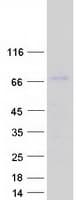 Human DBF4B / DRF1 Protein (Recombinant Myc-DDK (Flag))