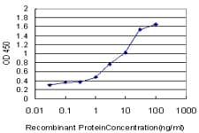 HMT / HNMT Antibody (clone 3G12)