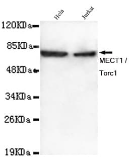 CRTC1 / MECT1 / TORC1 Antibody
