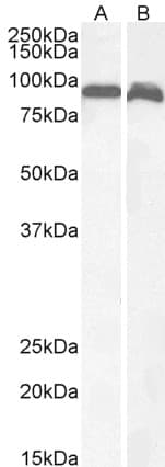 PathPlus™ VPS35 Antibody (aa783-796)