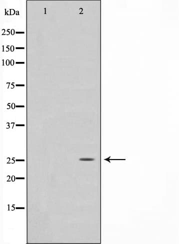 EFNA5 / Ephrin A5 Antibody