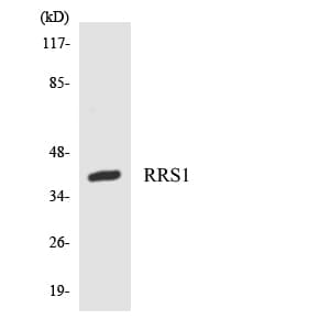 RRS1 Antibody (aa237-286)