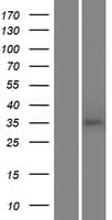 TAS2R46 Protein (Over-Expression Lysate Myc-DDK (Flag))