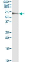 Monoclonal Mouse anti-Human p56lck / LCK Antibody (clone 3F7-F5, WB)
