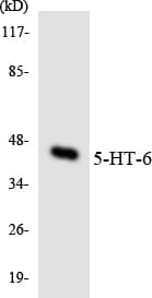 Polyclonal Rabbit anti-Human HTR6 / 5-HT6 Receptor Antibody (aa196-245, WB)