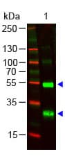 Polyclonal Goat Anti-Human Lambda Light Chain Secondary Antibody (IHC, WB)