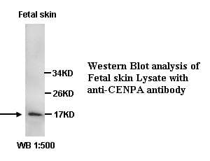 CENPA / CENP-A Antibody (C-Terminus)