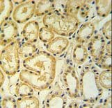 MRPS25 Antibody (aa145-173)