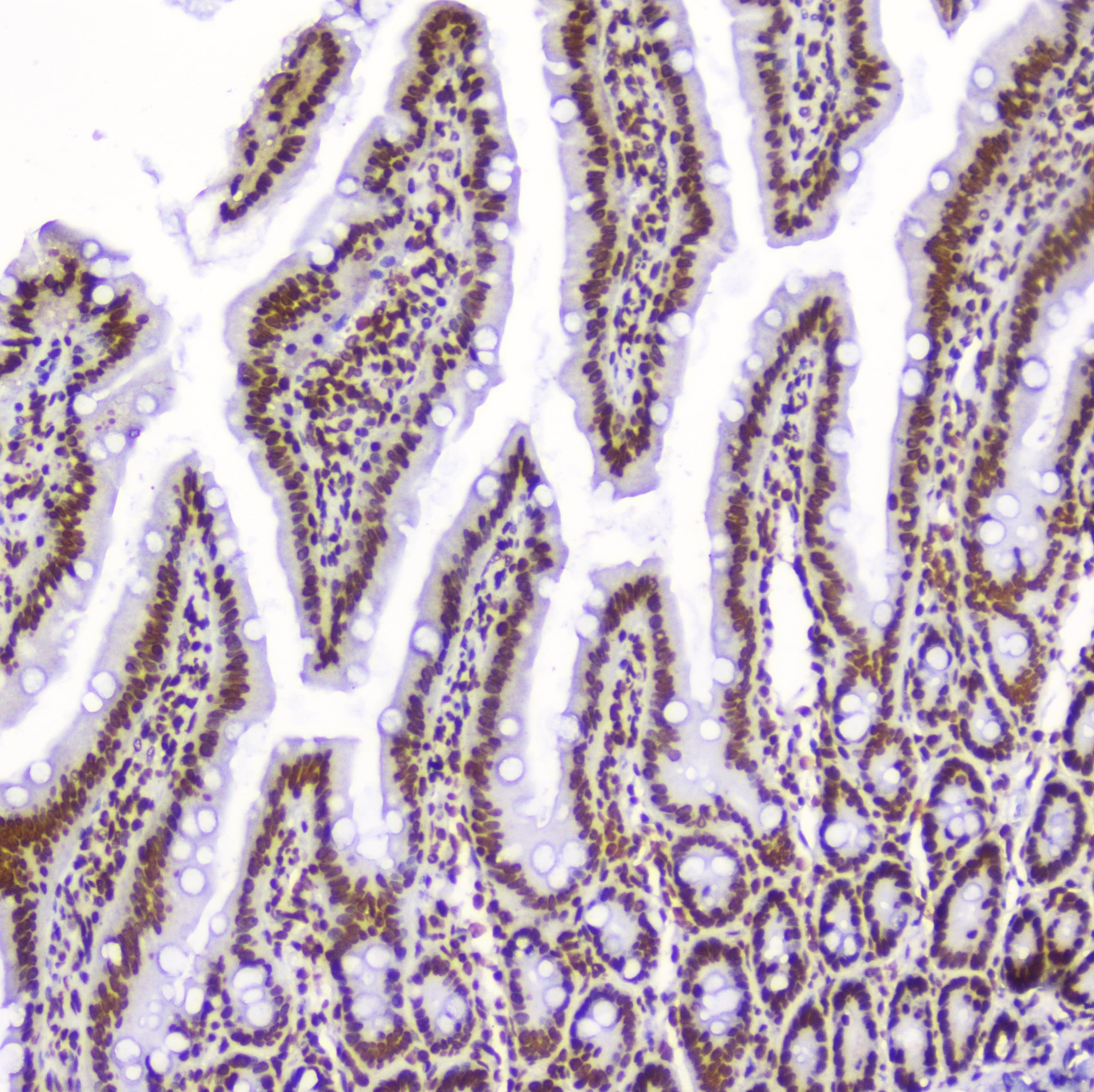 AHR Antibody
