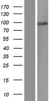 Human ADAM2 / Fertilin Beta Protein (Over-Expression Lysate Myc-DDK (Flag))