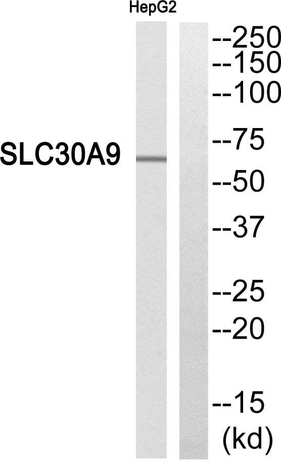 Polyclonal Rabbit anti-Human SLC30A9 / ZNT9 Antibody (WB)