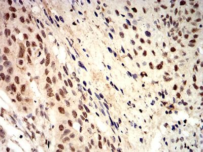 Monoclonal Mouse anti-Toxoplasma gondii ROP1 Antibody (clone 4A7E12, IHC, WB)