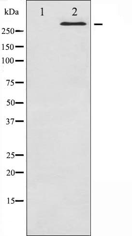 MTOR Antibody (phospho-Ser2481)