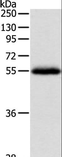 NPY1R Antibody