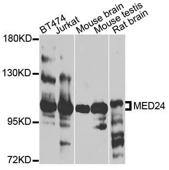 MED24 / TRAP100 Antibody