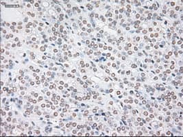 GFAP Antibody (clone OTI4D11)