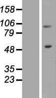 ITGB1 / Integrin Beta 1 / CD29 Protein (Over-Expression Lysate Myc-DDK (Flag))