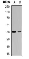 DOK6 Antibody (Internal)