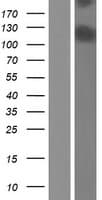CAPN15 / SOLH Protein (Over-Expression Lysate Myc-DDK (Flag))