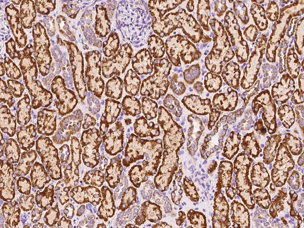 Polyclonal Rabbit anti-Human GCSH Antibody (Preservative Free, IHC)