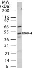 IHC-plus™ Polyclonal Rabbit anti-Mouse IRAK4 / IRAK-4 Antibody (aa38-54, IHC, WB)
