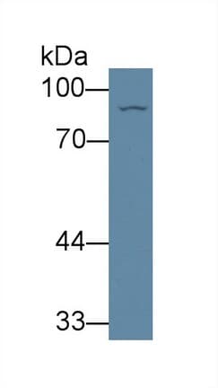 GLNRS / QARS Antibody
