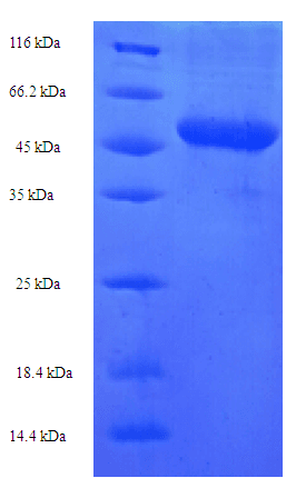 Human NRG2 Protein (Recombinant His-SUMO)