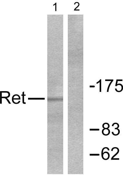 RET Antibody (p1062)