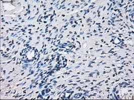CYP2E1 Antibody (clone OTI5B9)