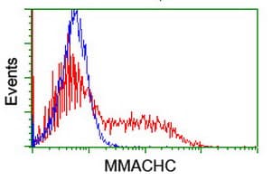 MMACHC Antibody (clone OTI4E12)