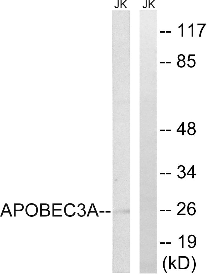 APOBEC3A Antibody (aa27-76)