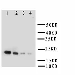 IL18 Antibody (aa36-192)