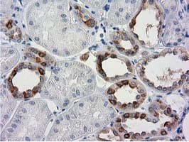 Monoclonal Mouse anti-Human BECN1 / Beclin-1 Antibody (clone OTI3F3, IHC, IF, WB)