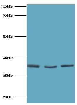 KITLG / SCF Antibody (aa26-214)