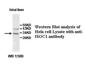 ISOC1 Antibody (aa43-204)