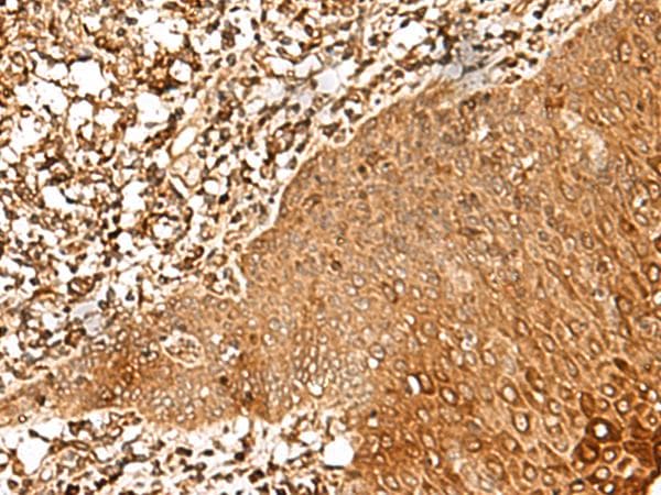FAM50A Antibody