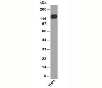 PECAM-1 / CD31 Antibody (clone C31.7, Ready-to-Use)