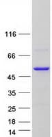 Human CHN2 / Chimerin 2 Protein (Recombinant Myc-DDK (Flag))