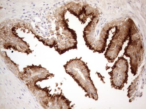 ANPEP / CD13 Antibody (aa668-967, clone OTI3F8, Carrier-free)