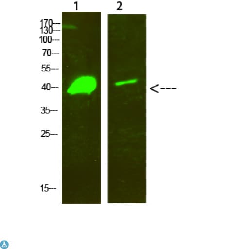 Polyclonal Rabbit anti-Human DLX2 Antibody (WB)