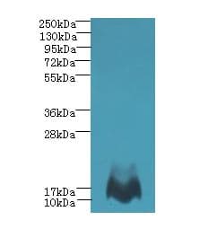 MTHFD2L Antibody