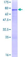 Human ZNF468 Protein (Recombinant GST)