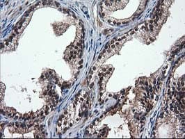 DSTN / Destrin Antibody (clone OTI1C5, Carrier-free)