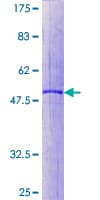 Human RAB32 Protein (Recombinant GST)