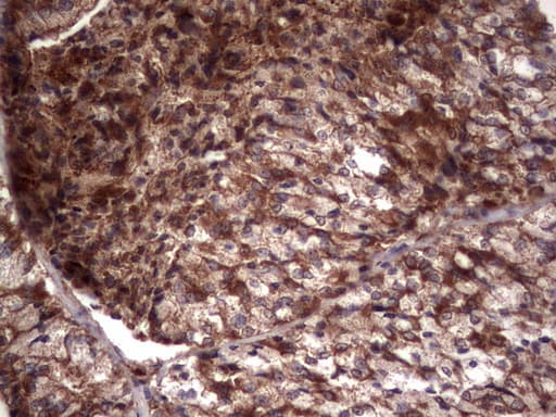 RSPO3 Antibody (aa22-272, clone 3D5, Carrier-free)