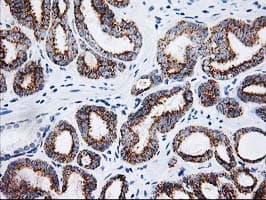 AK4 / Adenylate Kinase 4 Antibody (clone OTI3B1, Carrier-free)