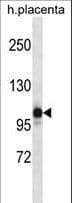 IHC-plus™ NLRP12 Antibody (aa183-212)