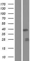 FAM76A Protein (Over-Expression Lysate Myc-DDK (Flag))